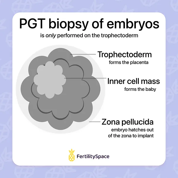 Embryos are most commonly biopsied on Day 5/6 at the blastocyst stage and then frozen while waiting for PGT-A results.