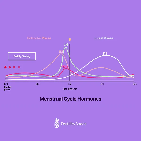 Fertility testing is usually done on Day 3 of your period. This is when fertility hormones are lowest, which helps get your baseline levels for Follicle Stimulating Hormone (FSH), Estradiol (E2), Luteinizing Hormone (LH), and Progesterone (P4).